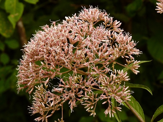 {Eutrochium fistulosum}